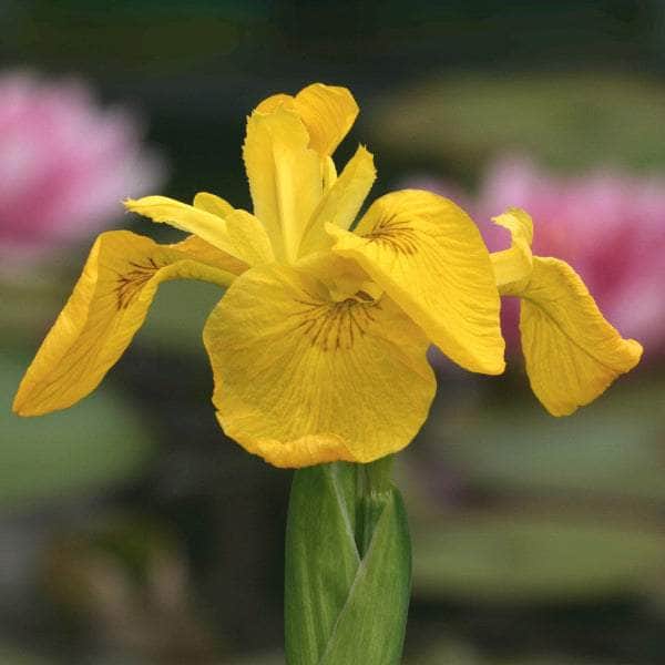 Acqua Garden Marginal Iris Pseudacorus, Yellowflag