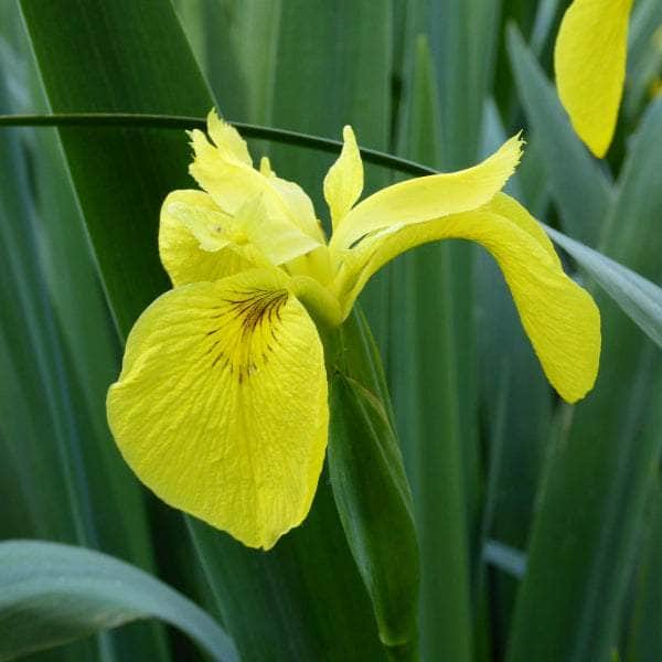 Acqua Garden Marginal Iris Pseudacorus, Yellowflag