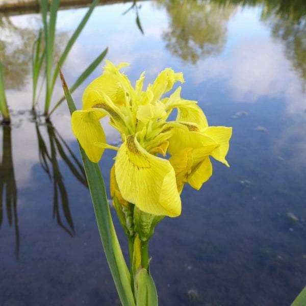 Acqua Garden Marginal Iris Pseudacorus, Yellowflag