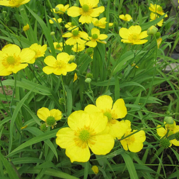 Acqua Garden Marginal Lesser Spearwort, Ranunculus Flammula