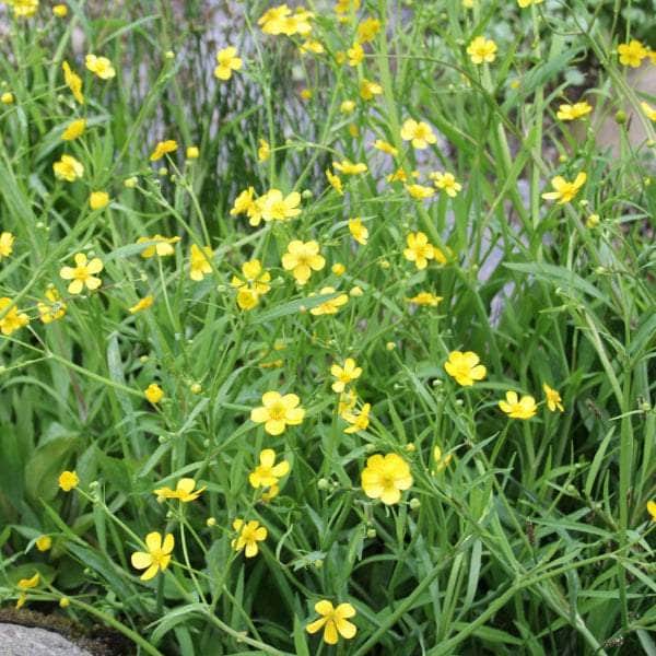 Acqua Garden Marginal Lesser Spearwort, Ranunculus Flammula