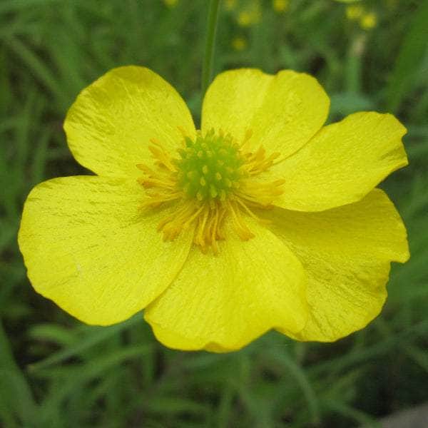 Acqua Garden Marginal Lesser Spearwort, Ranunculus Flammula