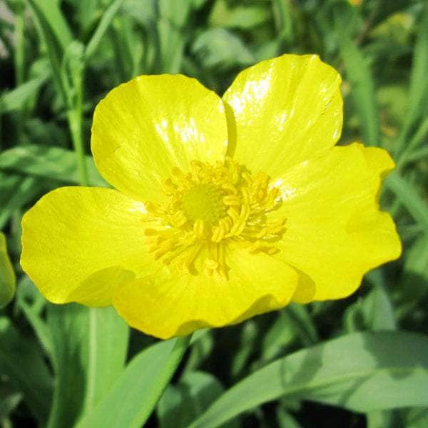 Acqua Garden Marginal Lesser Spearwort, Ranunculus Flammula