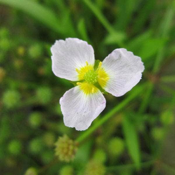 Acqua Garden Marginal 3 x 9cm Pots Lesser Water Plantain, Baldellia Ranunculoides