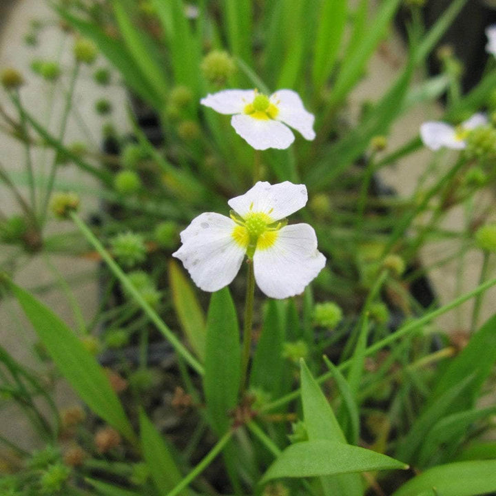 Acqua Garden Marginal 3 x 9cm Pots Lesser Water Plantain, Baldellia Ranunculoides