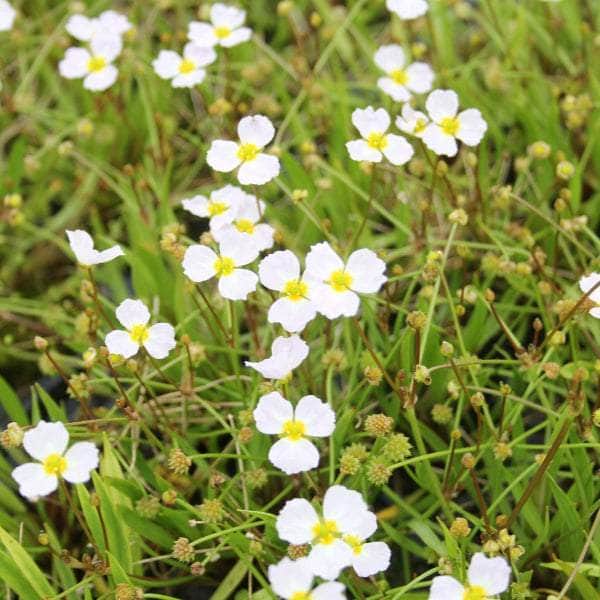 Acqua Garden Marginal 3 x 9cm Pots Lesser Water Plantain, Baldellia Ranunculoides