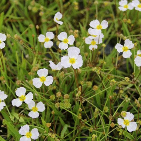 Acqua Garden Marginal 3 x 9cm Pots Lesser Water Plantain, Baldellia Ranunculoides