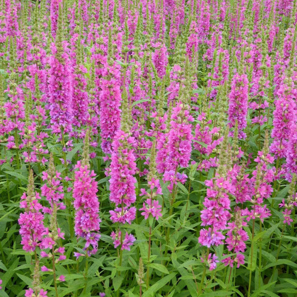 Acqua Garden Marginal Loosestrife, Lythrum Salicaria Robert