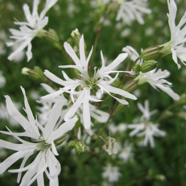 Acqua Garden Marginal Lychnis Flos-Cuculi 'White Ragged Robin'