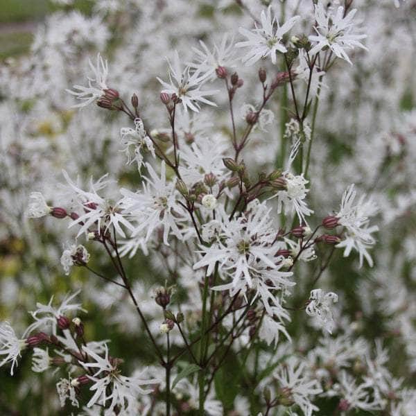 Acqua Garden Marginal Lychnis Flos-Cuculi 'White Ragged Robin'
