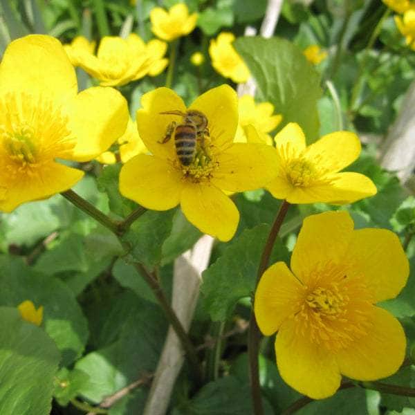 Acqua Garden Marginal Marsh Marigold, Caltha Palustris