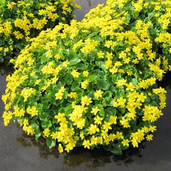 Acqua Garden Marginal Marsh Marigold, Caltha Palustris