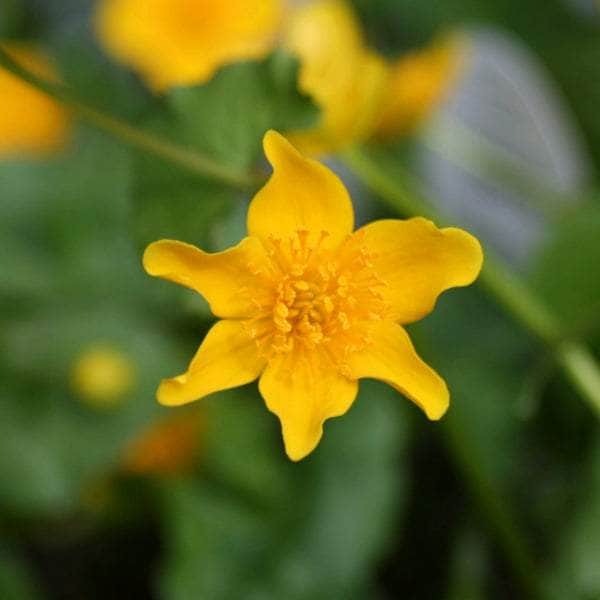 Acqua Garden Marginal Marsh Marigold, Caltha Palustris