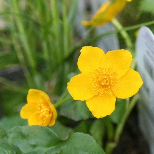 Acqua Garden Marginal Marsh Marigold, Caltha Palustris