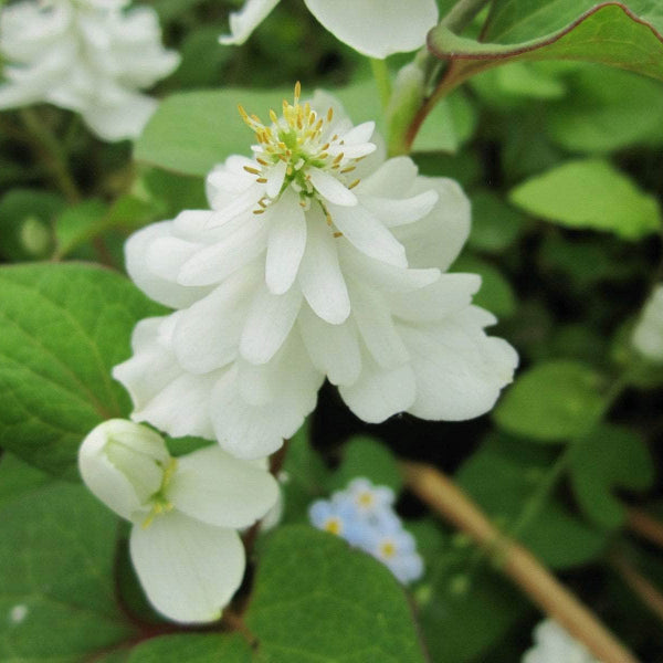 Acqua Garden Marginal Orange Peel Plant, Houttuynia Cordata 'Plena'