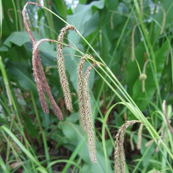 Acqua Garden Marginal 1 x 1 Litre Pot Pendulous Sedge, Carex Pendula