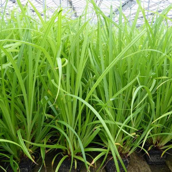 Acqua Garden Marginal 1 x 1 Litre Pot Pendulous Sedge, Carex Pendula