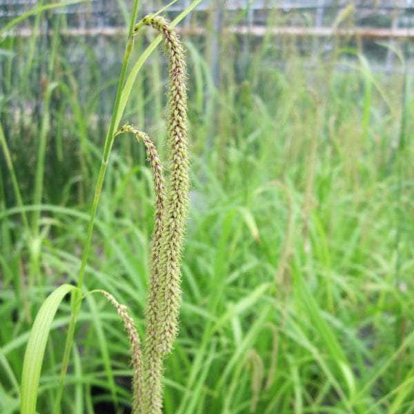 Acqua Garden Marginal 1 x 1 Litre Pot Pendulous Sedge, Carex Pendula
