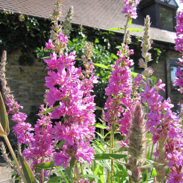 Acqua Garden Marginal Purple Loosestrife, Lythrum Salicaria