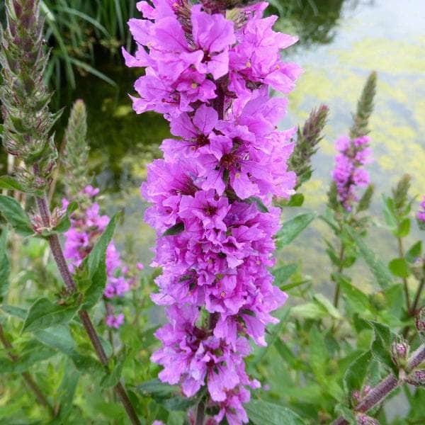Acqua Garden Marginal Purple Loosestrife, Lythrum Salicaria