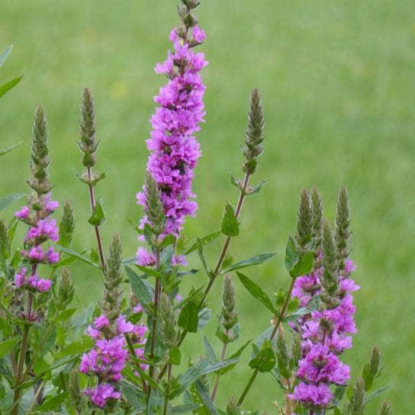 Acqua Garden Marginal Purple Loosestrife, Lythrum Salicaria