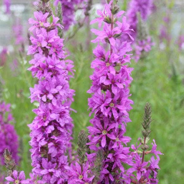 Acqua Garden Marginal Purple Loosestrife, Lythrum Salicaria