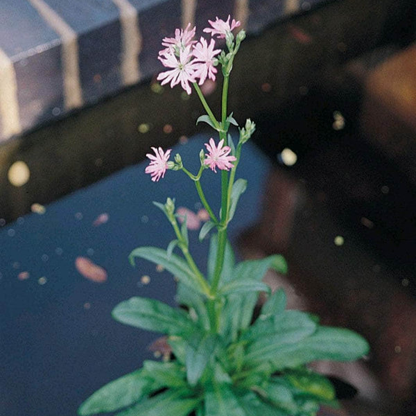 Acqua Garden Marginal Ragged Robin, Lychnis Flos-Cuculi