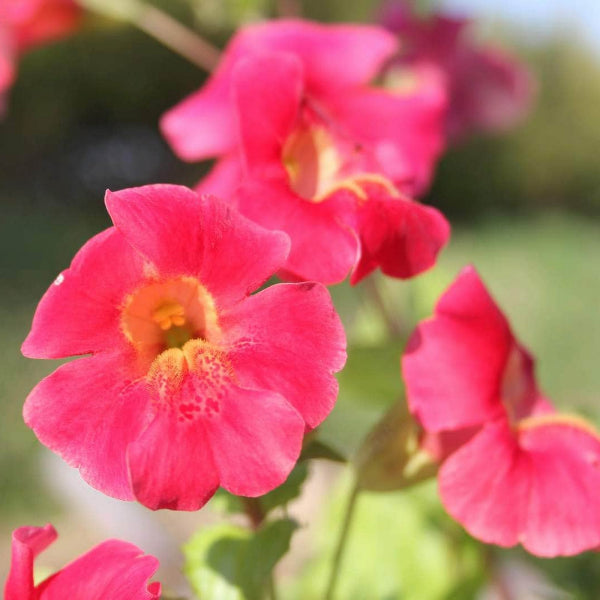 Acqua Garden Marginal Rotor Kaiser, Mimulus Cupreus 'Red Emperor'