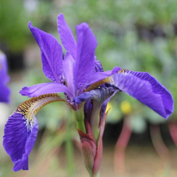 Acqua Garden Marginal Siberian Flag, Iris Sibirica