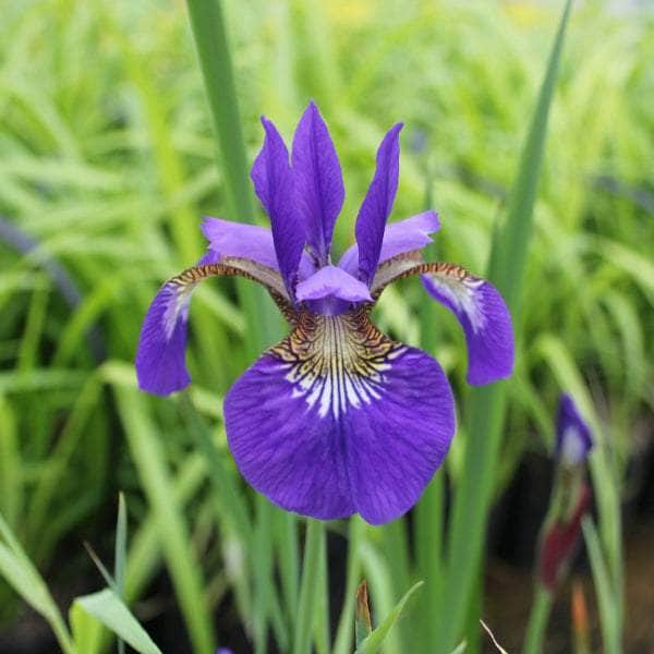 Acqua Garden Marginal Siberian Flag, Iris Sibirica