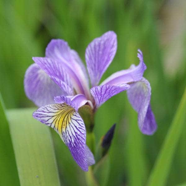 Acqua Garden Marginal Siberian Flag, Iris Sibirica