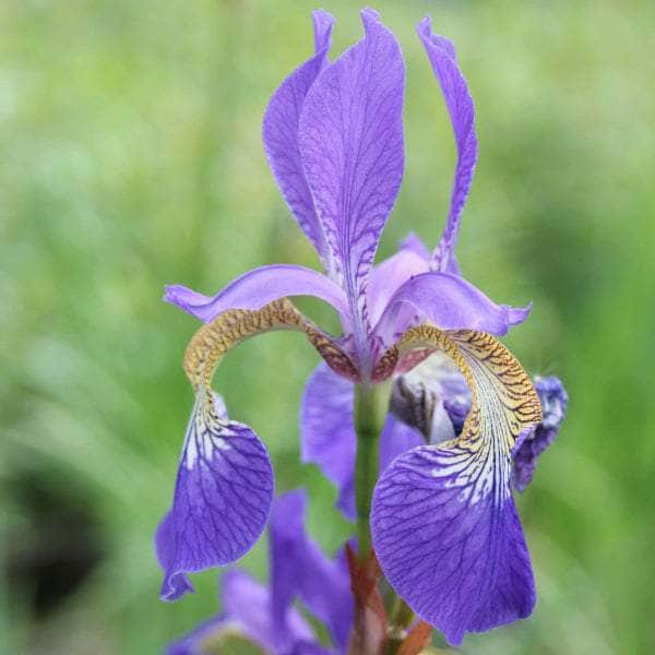 Acqua Garden Marginal Siberian Flag, Iris Sibirica