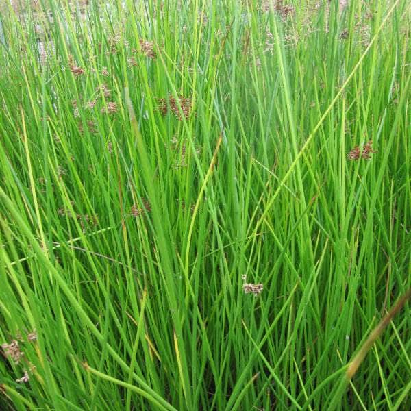 Acqua Garden Marginal Soft Rush, Juncus Effusus