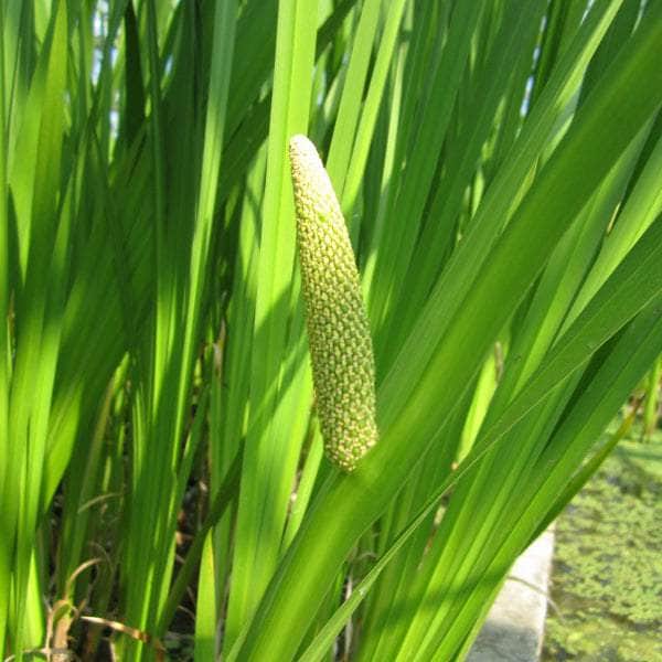 Acqua Garden Marginal 1 x 1 Litre Pot Sweet Flag, Acorus Calamus