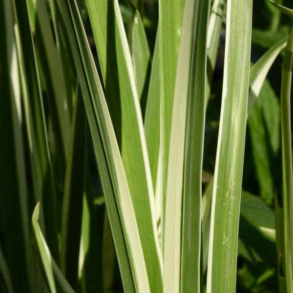 Acqua Garden Marginal 1 x 1 Litre Pot Variegated Sweet Flag, Acorus Calamus Variegatus