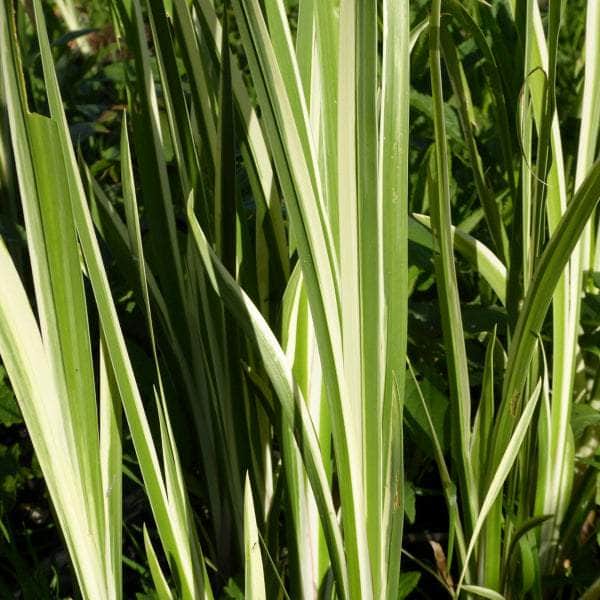 Acqua Garden Marginal 1 x 1 Litre Pot Variegated Sweet Flag, Acorus Calamus Variegatus