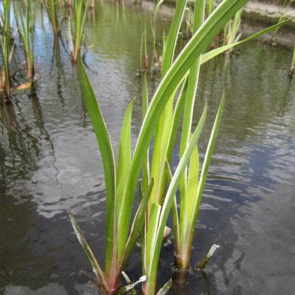 Acqua Garden Marginal 1 x 1 Litre Pot Variegated Sweet Flag, Acorus Calamus Variegatus