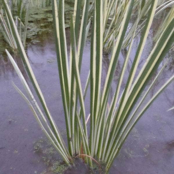 Acqua Garden Marginal 1 x 1 Litre Pot Variegated Sweet Flag, Acorus Calamus Variegatus