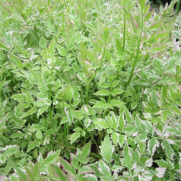 Acqua Garden Marginal Variegated Water Dropwort, Oenanthe Javanica 'Flamingo'