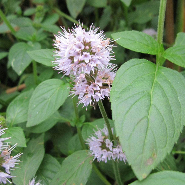 Acqua Garden Marginal Water Mint, Mentha Aquatica