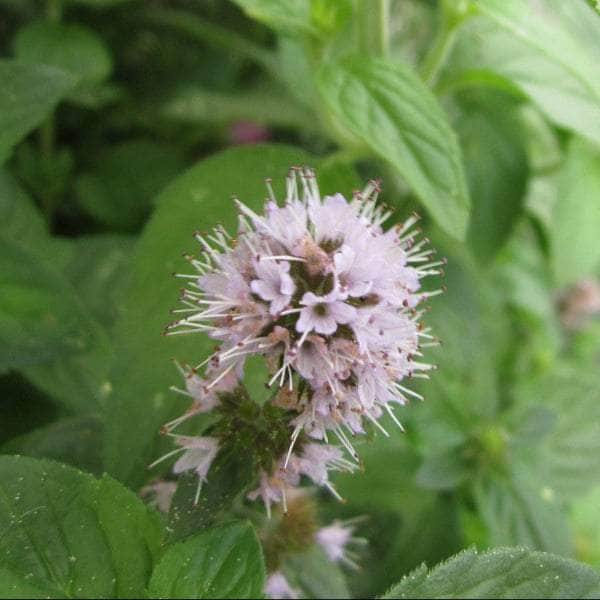 Acqua Garden Marginal Water Mint, Mentha Aquatica