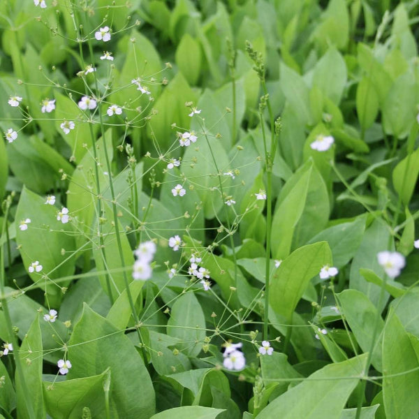 Acqua Garden Marginal Water Plantain, Alisma Plantago Aquaticum