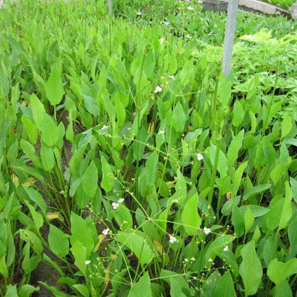 Acqua Garden Marginal Water Plantain, Alisma Plantago Aquaticum