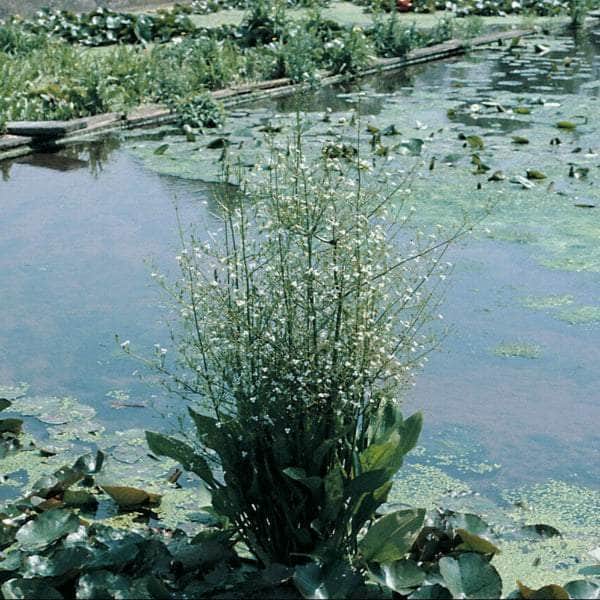 Acqua Garden Marginal Water Plantain, Alisma Plantago Aquaticum