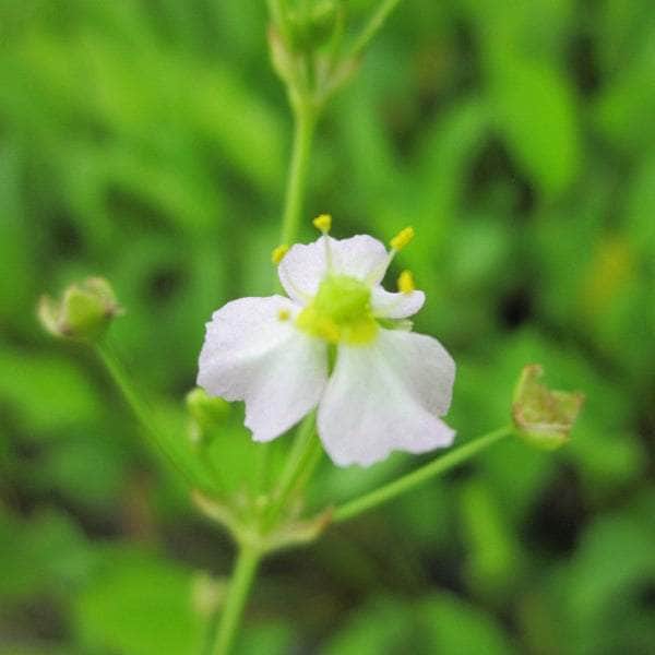 Acqua Garden Marginal Water Plantain, Alisma Plantago Aquaticum