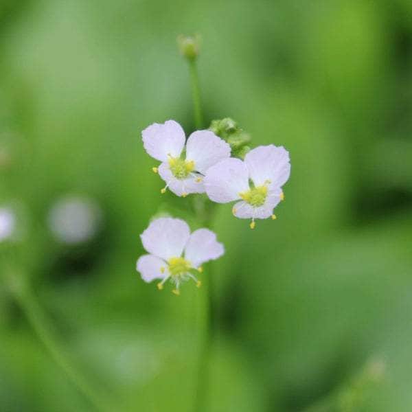 Acqua Garden Marginal Water Plantain, Alisma Plantago Aquaticum