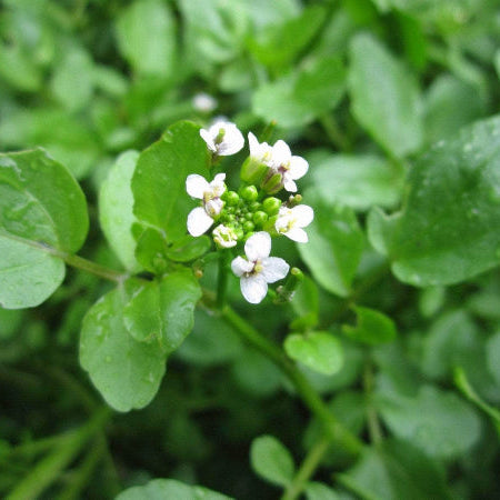 Acqua Garden Marginal Watercress, Rorippa Nasturtium Aquaticum