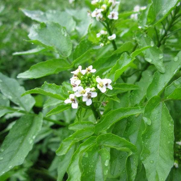 Acqua Garden Marginal Watercress, Rorippa Nasturtium Aquaticum
