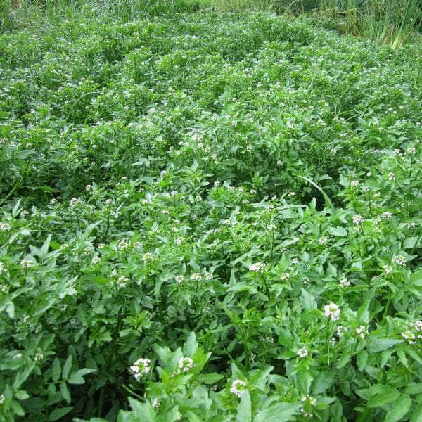 Acqua Garden Marginal Watercress, Rorippa Nasturtium Aquaticum