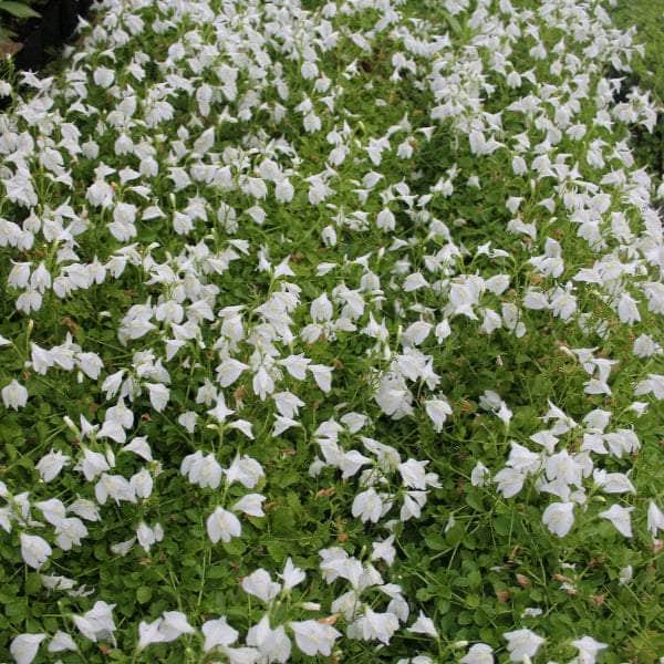 Acqua Garden Marginal White Chinese Marshflower, Mazus Reptans 'Alba'